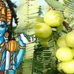 आंवला नवमी/अक्षय नवमी : अक्षय पुण्य की प्राप्ति का दिन