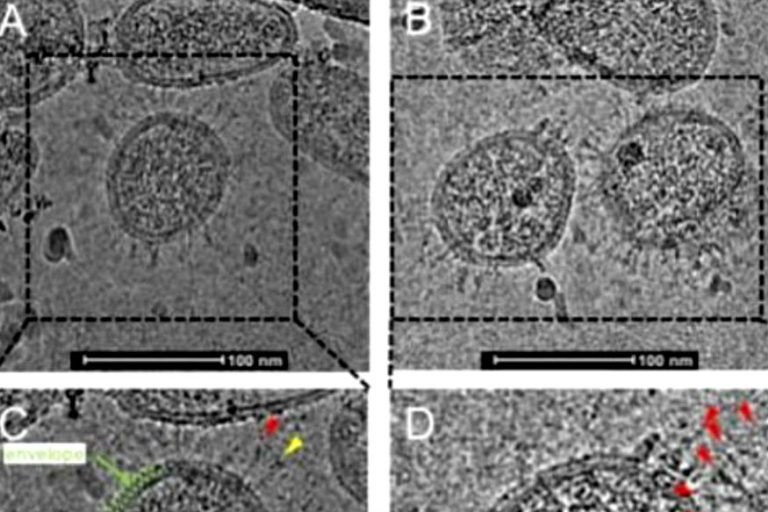 कोविड-19: भारतीय वैज्ञानिकों ने खींची कोरोना वायरस की तस्वीर