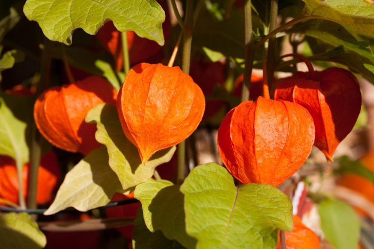 कोरोना संक्रमण से बचाव के लिए आयुर्वेदिक औषधि