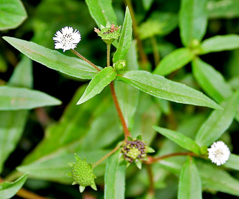 भृंगराज: जानिए क्या हैं इसके औषधीय गुण और नुकसान