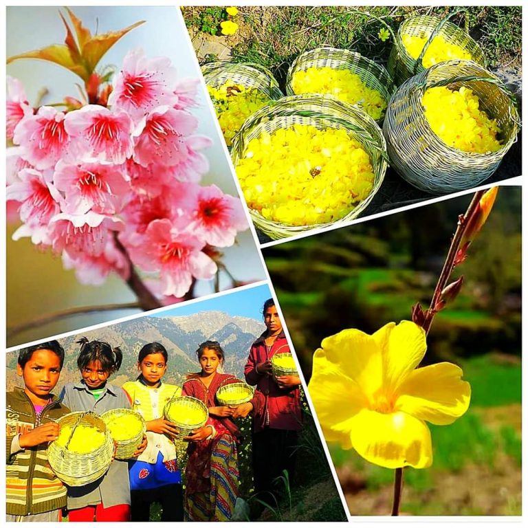 फूलदेई पर्व: वो लोकपर्व, जो प्रकृति से जुड़े रहना सिखाता है